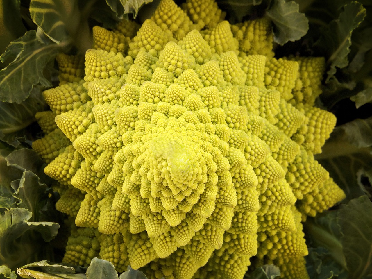 Romanescu